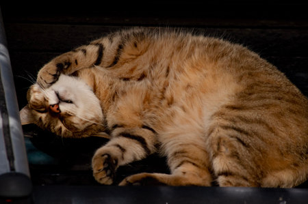 Sleeping cat on the street in Istanbul, Turkey. Toned.の写真素材