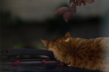 Close up of a cat sleeping on a table in the garden.の写真素材