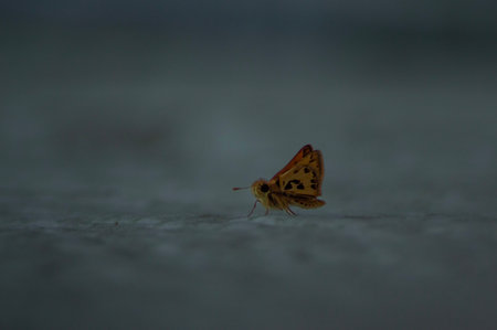 butterfly on the floor in the garden. Close up.の写真素材