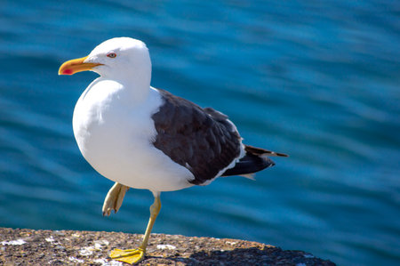 A seagull standing on the edge of a cliff above the seaの写真素材