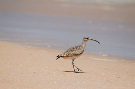 Whimbrel, Numenius phaeopus, single bird on beach, South Africaの写真素材