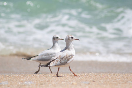 Two seagulls on the beach. Select focus.の写真素材