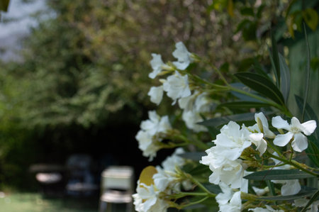 White oleander flowers blooming in the garden. Select focus.の写真素材