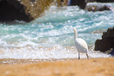 White egret standing on the beach and looking at the sea.の写真素材