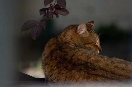 Cute cat is sleeping on the table in the living room.の写真素材