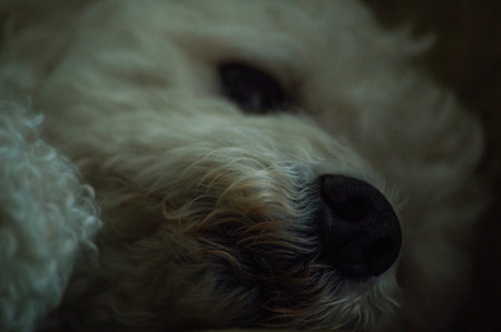 White poodle sleeping. Close up of a dog's nose.の写真素材