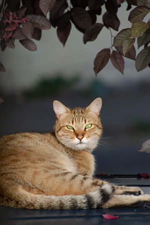 Tabby cat with green eyes lying on the windowsill in the gardenの写真素材