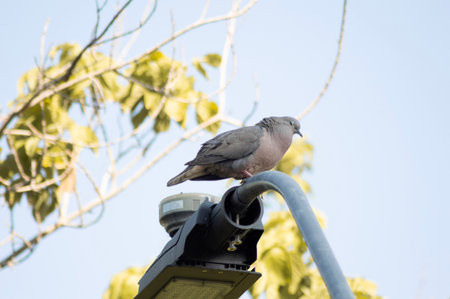 Pigeon sitting on a lamp post in a city park.の写真素材