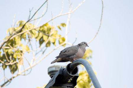 Pigeon on the street lamp with blue sky and tree backgroundの写真素材
