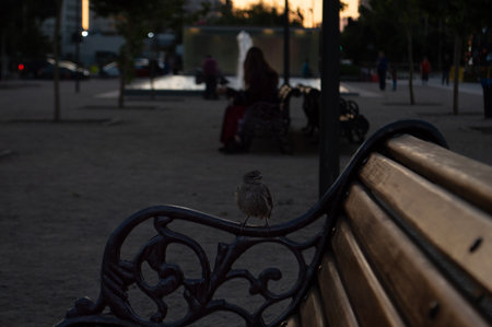 Sparrow sitting on a bench in the park in the eveningの写真素材