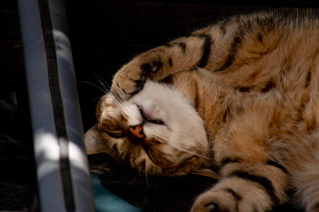 Sleeping cat on the windowsill in the rays of the sunの写真素材