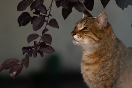 tabby cat with green eyes sitting on a branch of a treeの写真素材