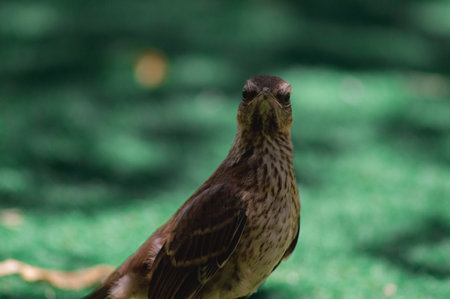 close up of a bird in a park in Bangkok, Thailand.の写真素材