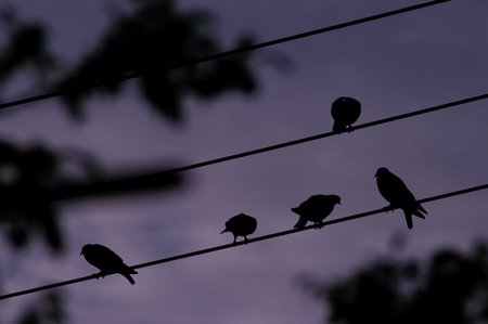 Silhouette of birds sitting on the wire in the evening.の写真素材