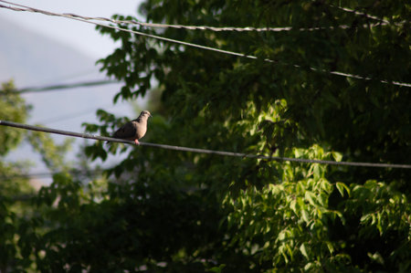 Pigeon on the wire in the morning. Nature background.の写真素材