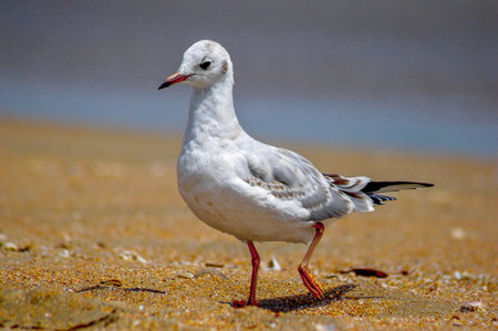 Seagull standing on the beach by the sea, close-upの写真素材