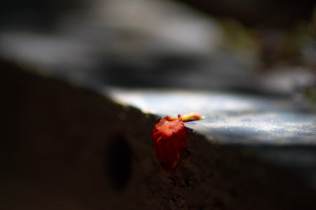 A small red leaf on a concrete surface. Select focus.の写真素材