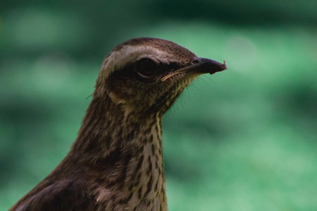A closeup of the head of a starling in the wildの写真素材
