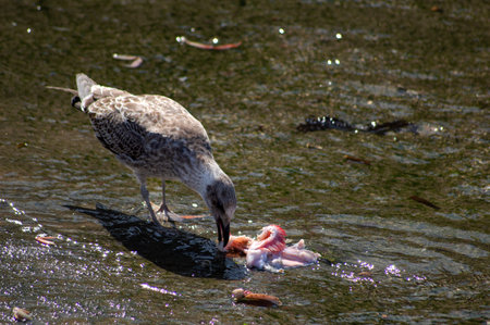 Seagull eating fish in the water, closeup of photoの写真素材