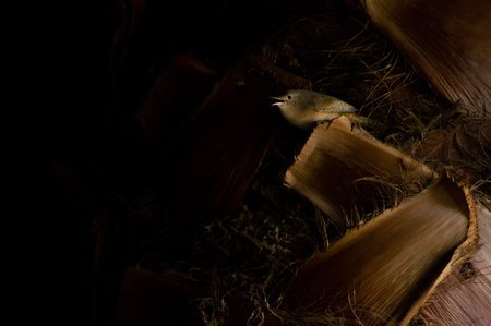 A small bird in a palm tree on a black background. Select focus.の写真素材