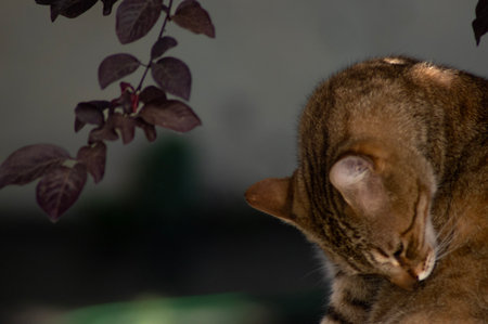 The cat is sleeping in the garden. Shallow depth of field.の写真素材