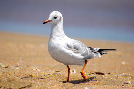 seagull on the beach, close-up of a birdの写真素材