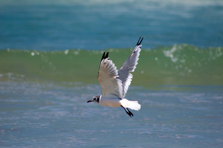 seagull flying in the sea on a background of the seaの写真素材