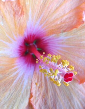Natural flower with a multitude of pink colors and shadesの写真素材