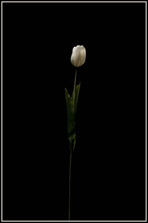 white flower isolated on a minimalist black backgroundの写真素材