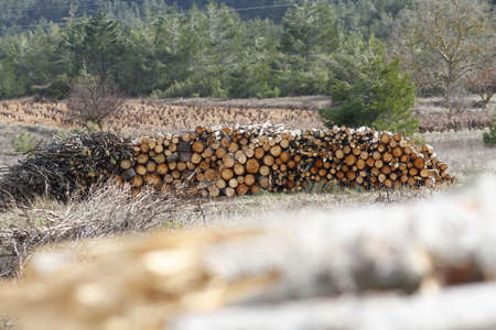 Pile of wood logs ready for winter