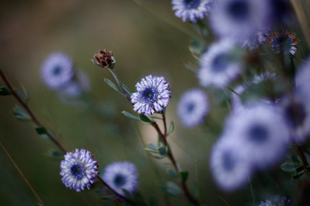 flower blue Globularia alypum native to the Mediterranean basin in Greece, France, Italy, Spain and...