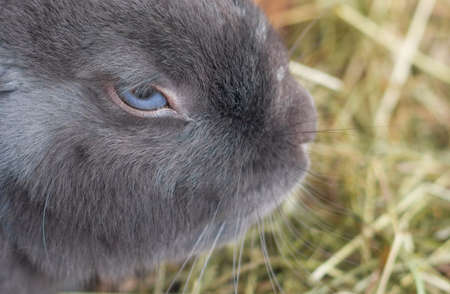 Beautiful and adorable grey rabbit with blue eyes sitting in your little houseの写真素材
