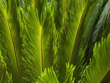 LEAF TEXTURE. Tropical tree leaf texture.