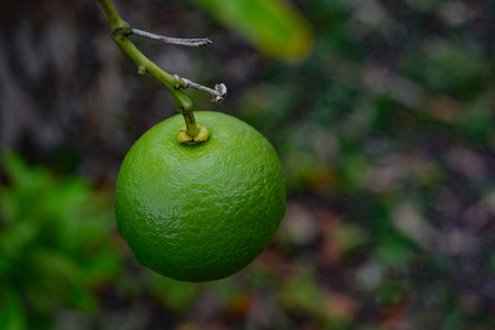 Lemon hanging on treeの写真素材