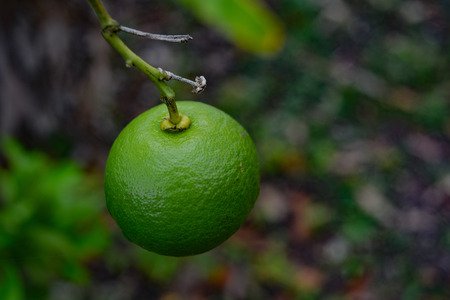 Lemon hanging on tree