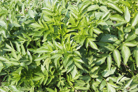 green plants backgroundの写真素材
