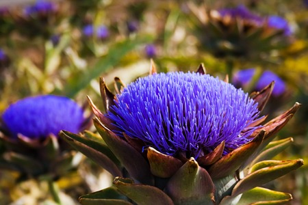 Bloomed artichokes with bee looking for foodの写真素材
