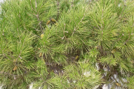 pine leaf textureの写真素材
