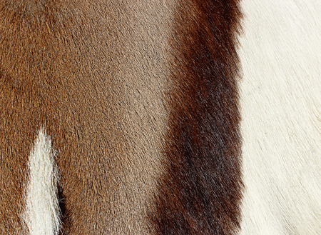 abstract hair animal background in three colors