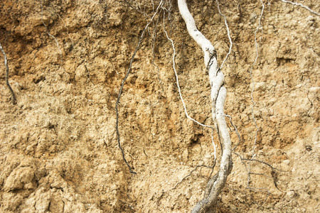 Root in groundの写真素材