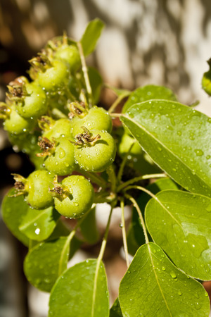 fresh Crop of Pears Growing on Pear Treeの写真素材