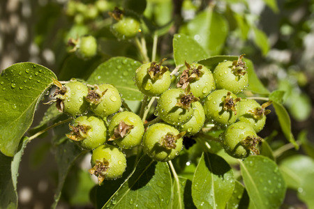 fresh Crop of Pears Growing on Pear Treeの写真素材