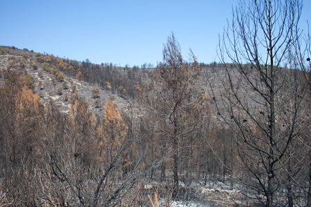 Extinguished fire in forest. with the mountain and the sky as backgroundの写真素材
