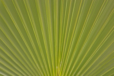 palm tree leaf textureの写真素材