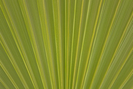 palm tree leaf textureの写真素材
