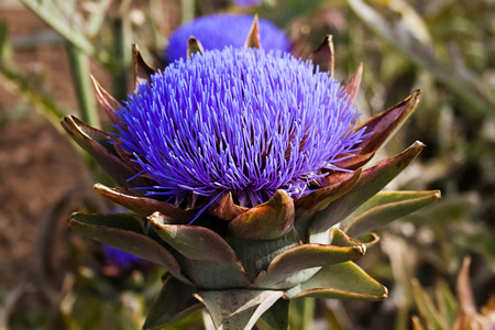 Bloomed artichokes with bee looking for foodの写真素材