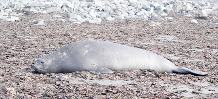 wild seal in antarcticaの写真素材
