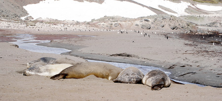 wild seal in antarcticaの写真素材
