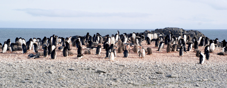 Wild penguins resting by the sea coastの写真素材