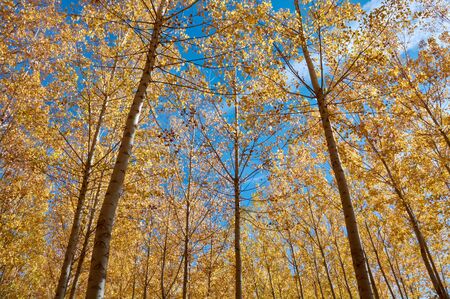 A beautiful elm forest in the middle of autumn